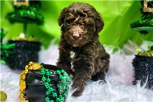Marigold - Poodle, Standard for sale