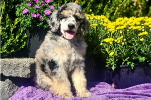 Francesca - Standard Poodle for sale