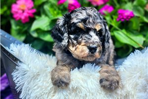 Friday - Poodle, Standard for sale
