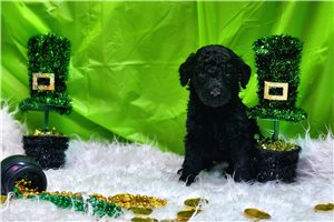 Madison - Poodle, Standard for sale