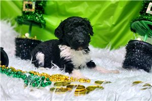 Meredith - Poodle, Standard for sale