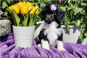 Meredith - Poodle, Standard for sale