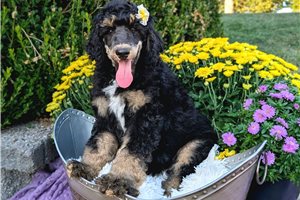 Foxy - Standard Poodle for sale