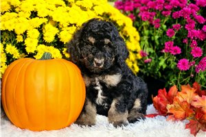 Lily - puppy for sale