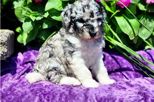 Franny - Poodle, Standard for sale
