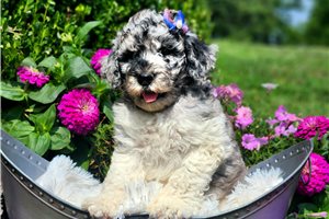 Franny - Poodle, Standard for sale