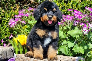 Mocha - Standard Poodle for sale