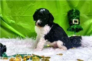 Monroe - Poodle, Standard for sale