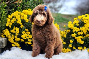 Kimberly - Standard Poodle for sale