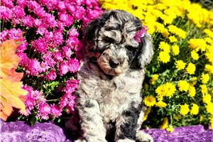 Kaylee - puppy for sale
