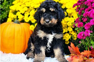 Lucy - puppy for sale