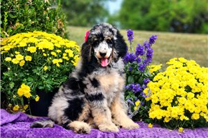 Friday - Standard Poodle for sale