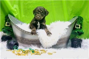 Monterey - Poodle, Standard for sale