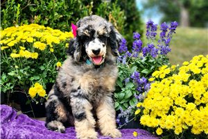 Freda - Poodle, Standard for sale