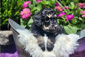 Foxy - Poodle, Standard for sale