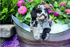 Fran - Poodle, Standard for sale