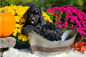 Logan - puppy for sale