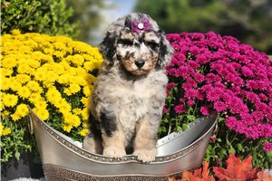 Layla - puppy for sale