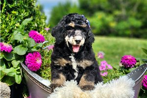 Foxy - Poodle, Standard for sale