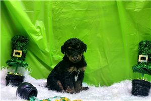 Mocha - Poodle, Standard for sale