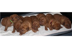 2nd pick - Dogue De Bordeaux for sale