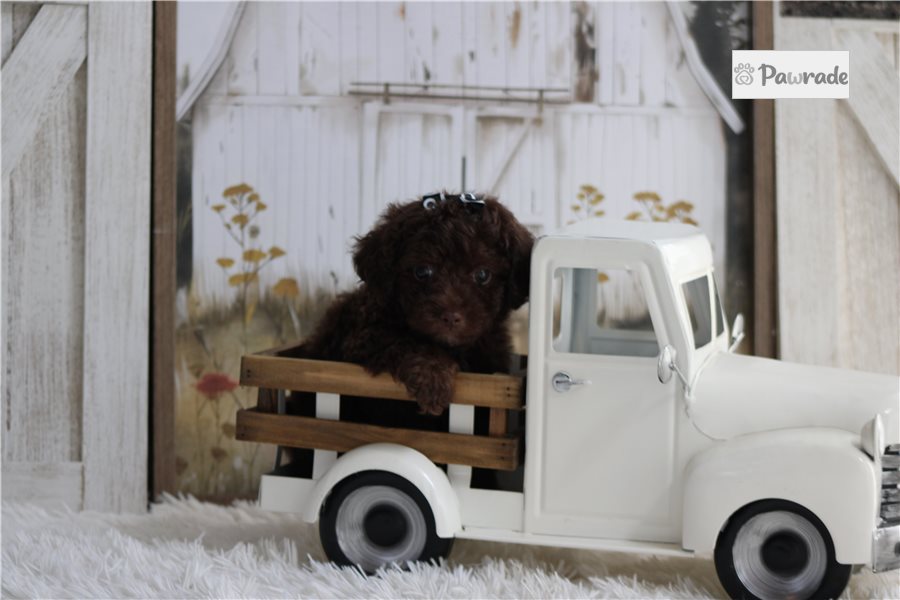 Paisley - Miniature Poodle for sale