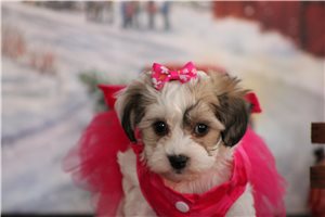 Bailey - puppy for sale