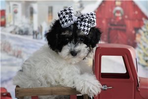 Baroness - Malti Poo - Maltipoo for sale