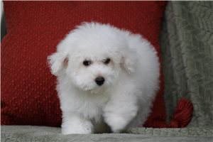 Milo - Malti Poo - Maltipoo for sale