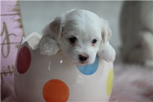 Murdock - puppy for sale