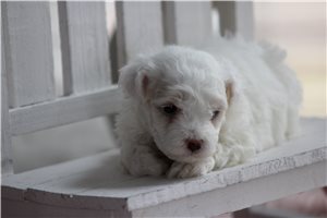 Milo - Malti Poo - Maltipoo for sale
