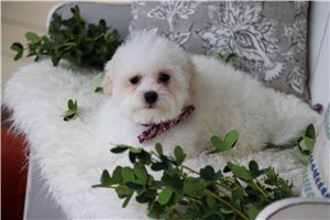 Kelpie - Malti Poo - Maltipoo for sale