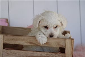Milo - Malti Poo - Maltipoo for sale