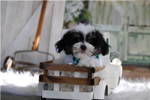 Murray - Malti Poo - Maltipoo for sale