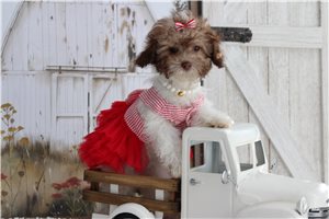Duchess - Malti Poo - Maltipoo for sale