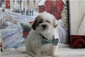 Barney - Malti Poo - Maltipoo for sale