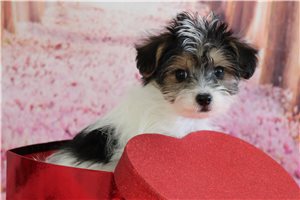 Able - Malti Poo - Maltipoo for sale