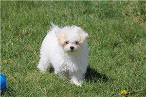 Kelpie - Malti Poo - Maltipoo for sale