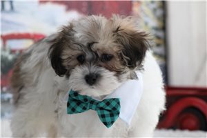 Bari - Malti Poo - Maltipoo for sale