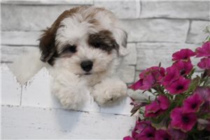 Sylvester - puppy for sale