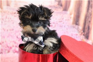 Abbot - Malti Poo - Maltipoo for sale
