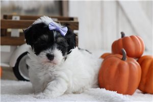 Ellie - puppy for sale