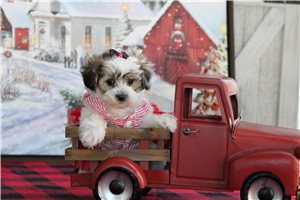 Babe - Malti Poo - Maltipoo for sale