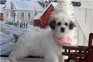Elisha - Malti Poo - Maltipoo for sale