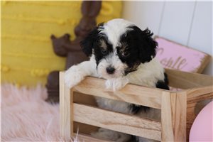 Murray - Malti Poo - Maltipoo for sale