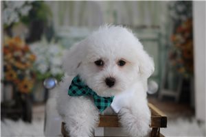 Milo - Malti Poo - Maltipoo for sale