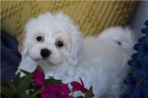Gia - puppy for sale