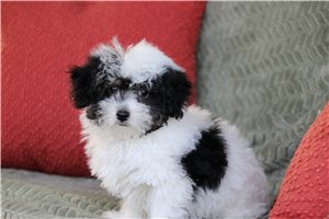 Murray - Malti Poo - Maltipoo for sale