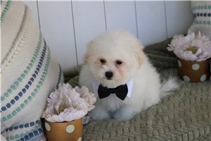 Kelpie - Malti Poo - Maltipoo for sale