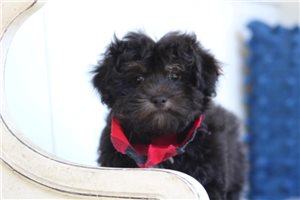 Grady - puppy for sale